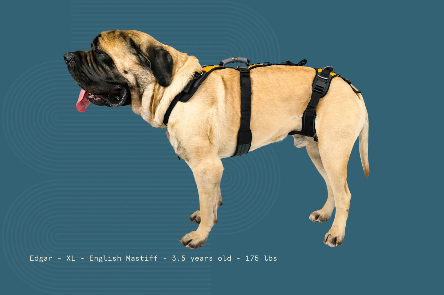 Help ‘Em Up Harness - Full Body Dog Harness