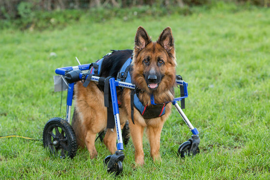 Malachi the GSD