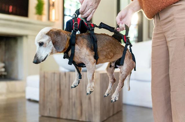 Help 'Em Up Full Body Harness