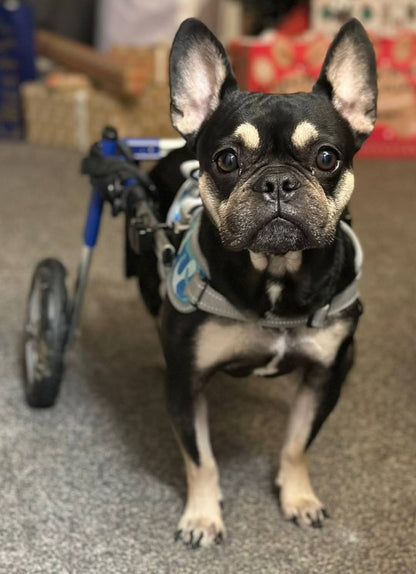 Walkin’ Wheels SMALL Dog Wheelchair (3.5 - 11kg)