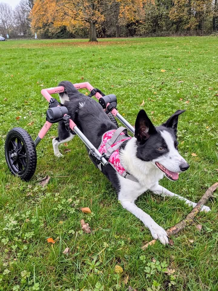 Front Warrior Harness for Walkin' Dog Wheelchair