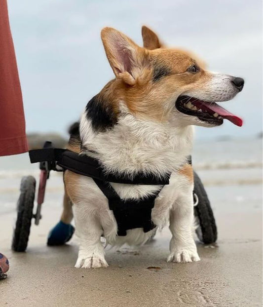 Walkin’ Wheels CORGI Dog Wheelchair