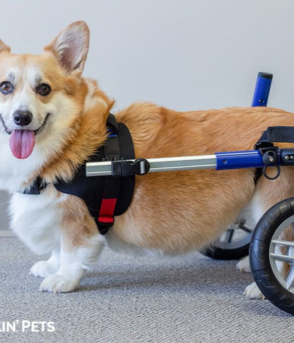 Walkin’ Wheels CORGI Dog Wheelchair