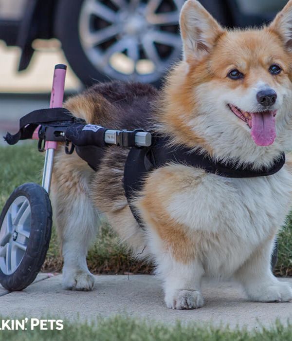 Walkin’ Wheels CORGI Dog Wheelchair