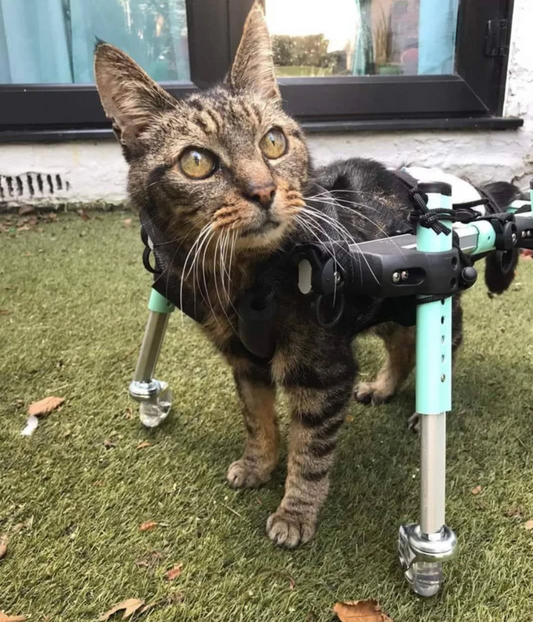 Walkin’ Wheels CAT Wheelchair