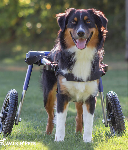 Walkin’ Wheels MEDIUM Dog Wheelchair (11 - 30kg)