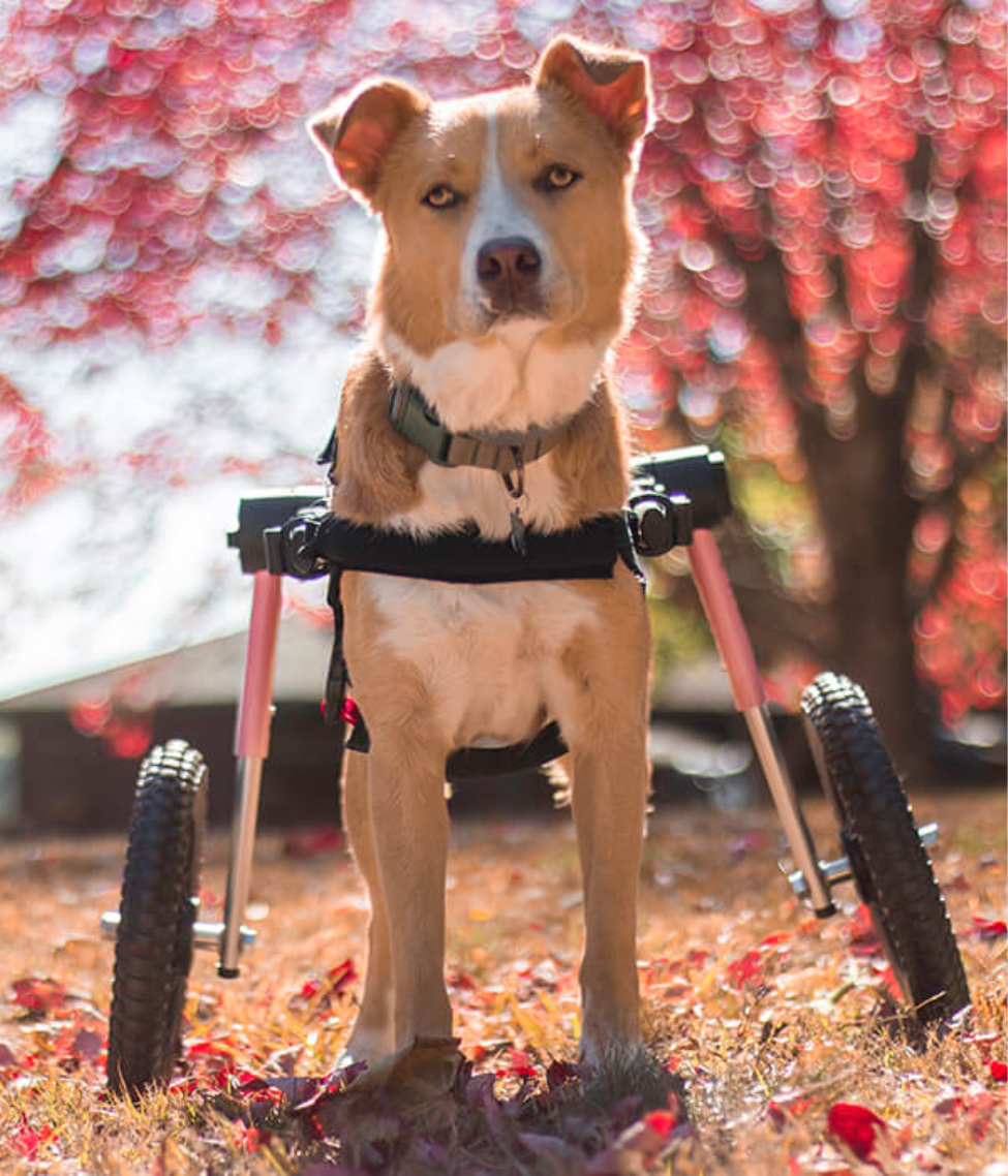 Walkin’ Wheels MEDIUM Dog Wheelchair (11 - 30kg)