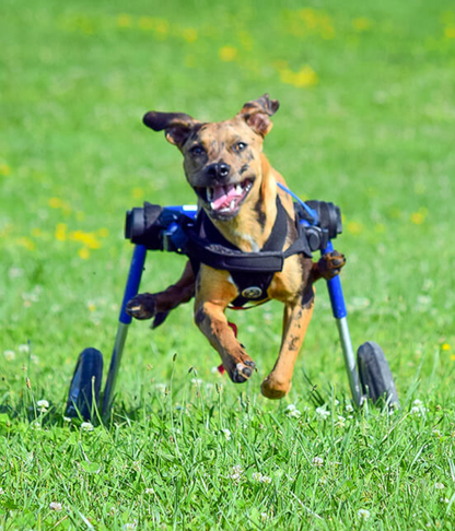 Walkin’ Wheels MEDIUM Dog Wheelchair (11 - 30kg)