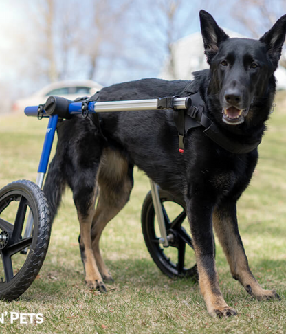 Walkin’ Wheels LARGE Dog Wheelchair (31 - 82kg)