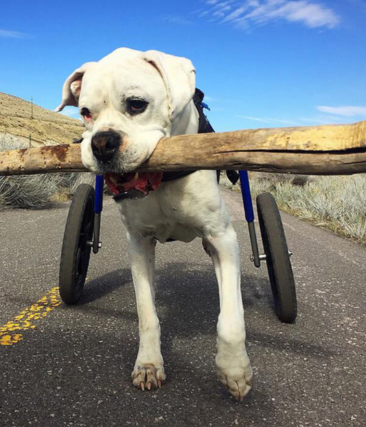 Walkin’ Wheels LARGE Dog Wheelchair (31 - 82kg)