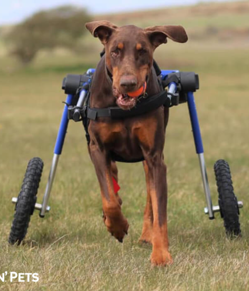 Walkin’ Wheels LARGE Dog Wheelchair (31 - 82kg)