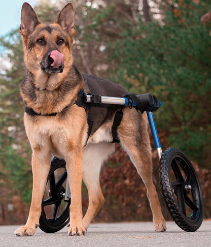 Walkin’ Wheels LARGE Dog Wheelchair (31 - 82kg)