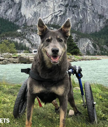 Walkin’ Wheels LARGE Dog Wheelchair (31 - 82kg)