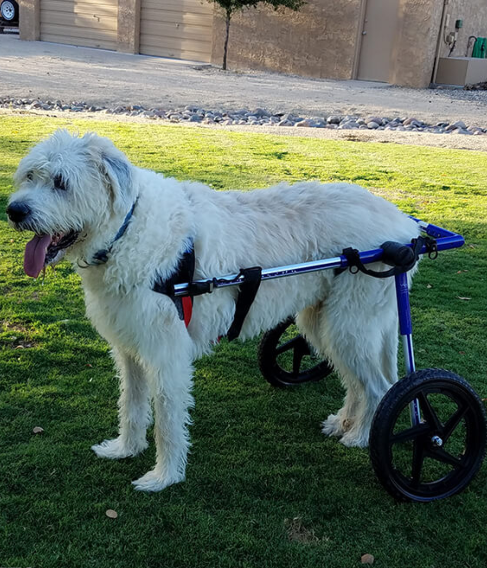 Walkin’ Wheels LARGE Dog Wheelchair (31 - 82kg)