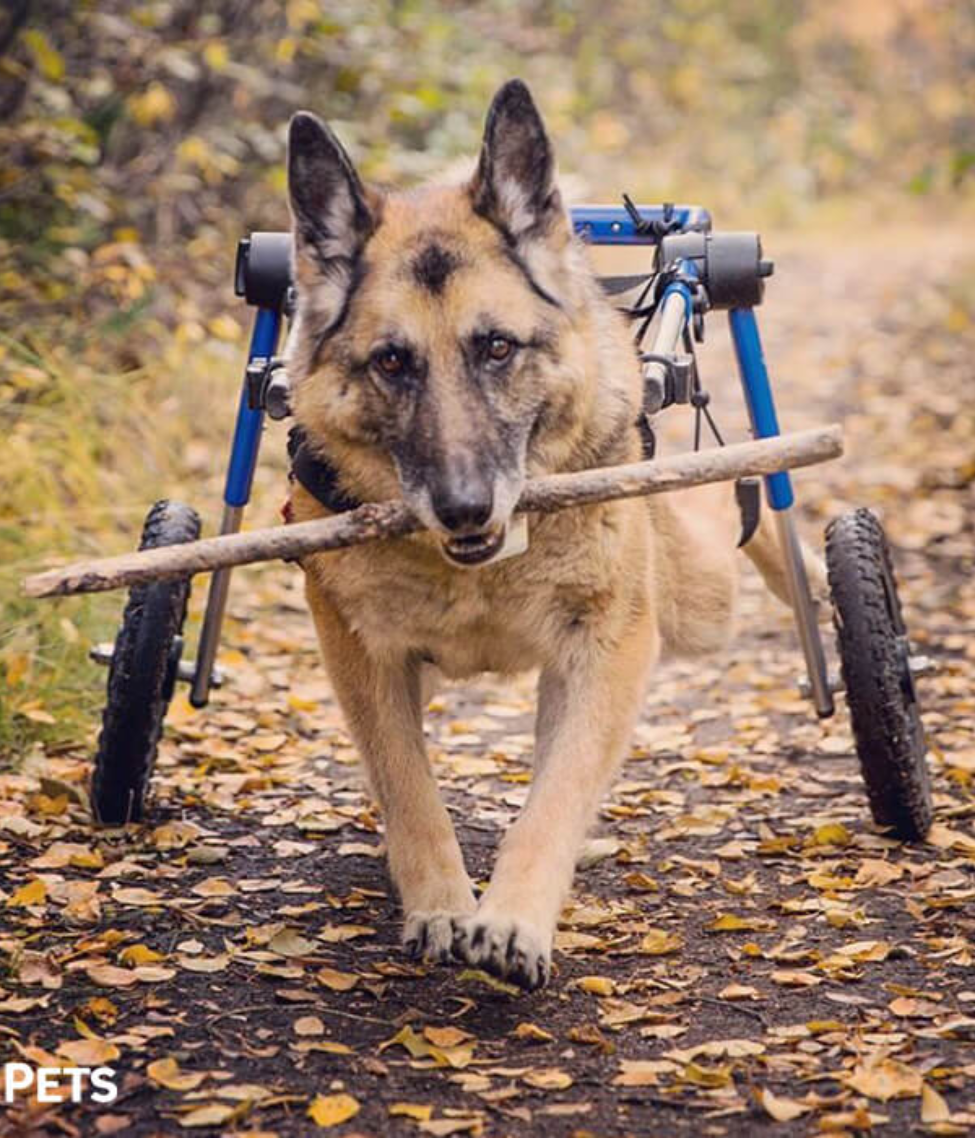 Walkin’ Wheels LARGE Dog Wheelchair (31 - 82kg)