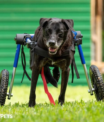 Walkin’ Wheels LARGE Dog Wheelchair (31 - 82kg)