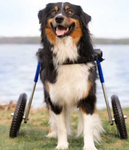 Walkin’ Wheels LARGE Dog Wheelchair (31 - 82kg)