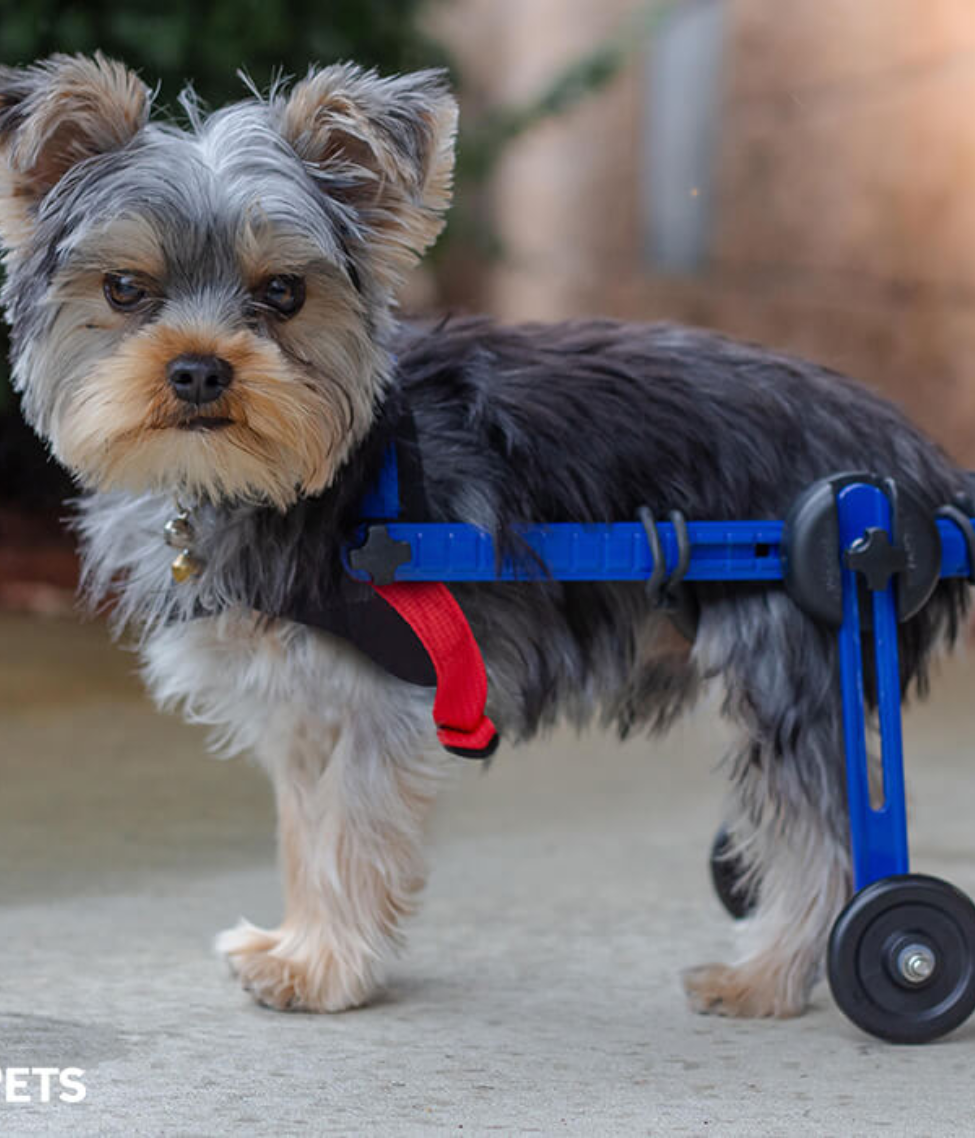 Walkin’ Wheels MINI Dog Wheelchair (less than 3.5kg)