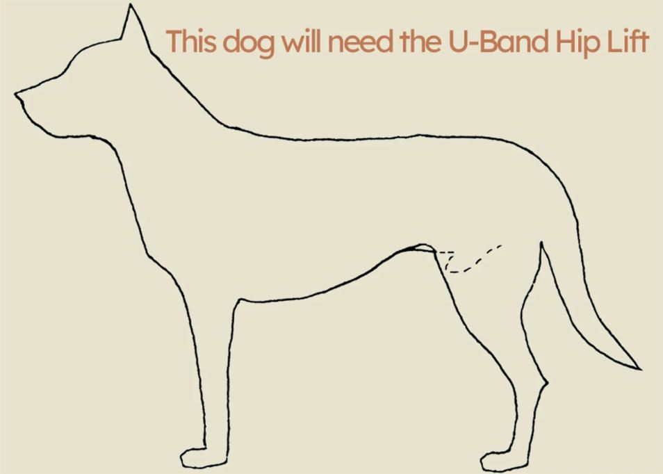 Help ‘Em Up - With U-Band Rear Harness (for 20% of males dogs)