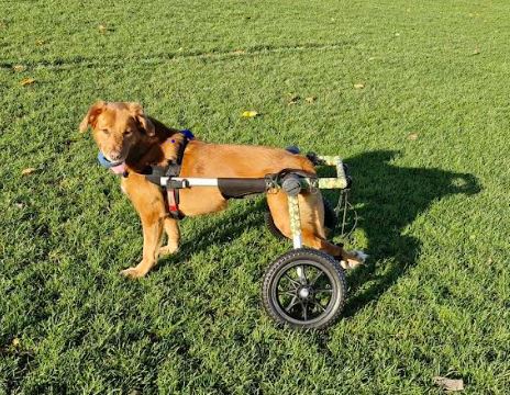Walkin’ Wheels MEDIUM Dog Wheelchair (11 - 30kg)
