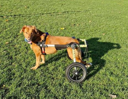 Walkin’ Wheels MEDIUM Dog Wheelchair (11 - 30kg)