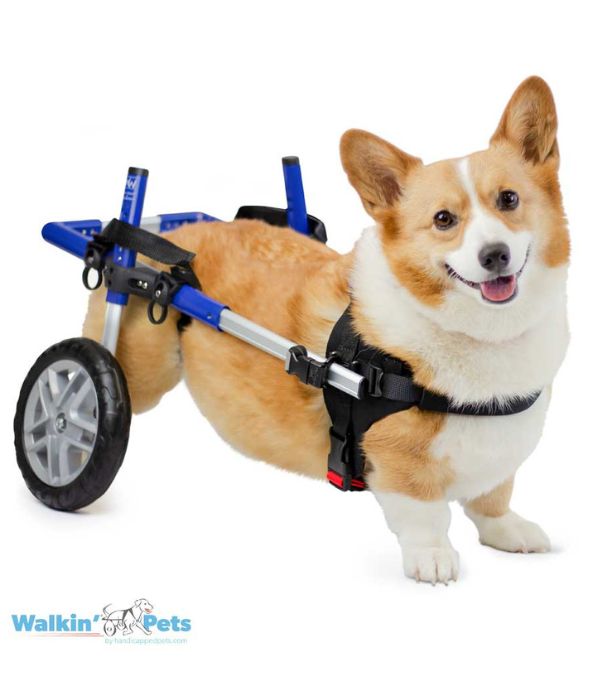 Walkin’ Wheels CORGI Dog Wheelchair