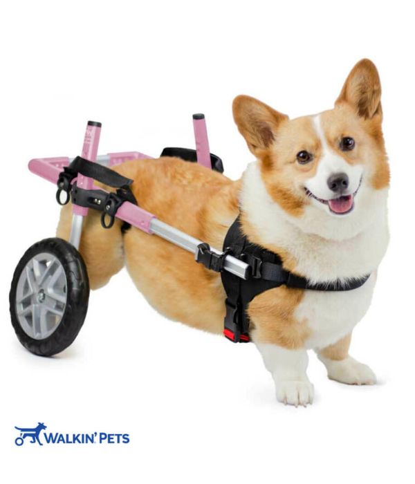 Walkin’ Wheels CORGI Dog Wheelchair