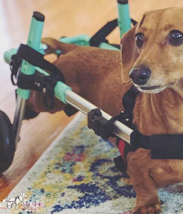 Walkin’ Wheels DACHSHUND Dog Wheelchair