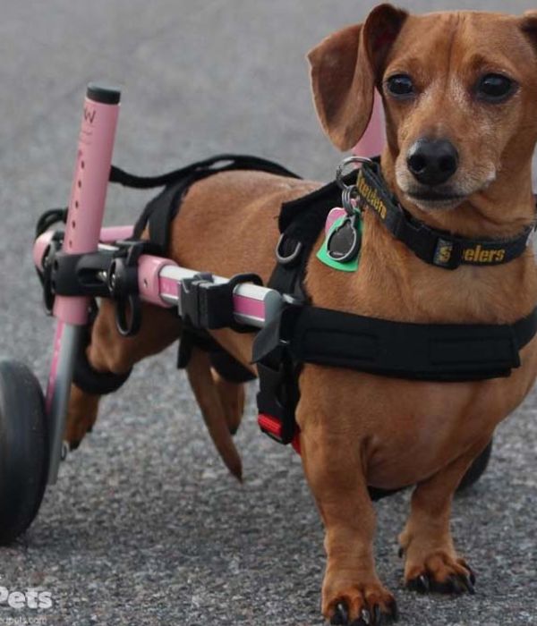 Walkin’ Wheels DACHSHUND Dog Wheelchair