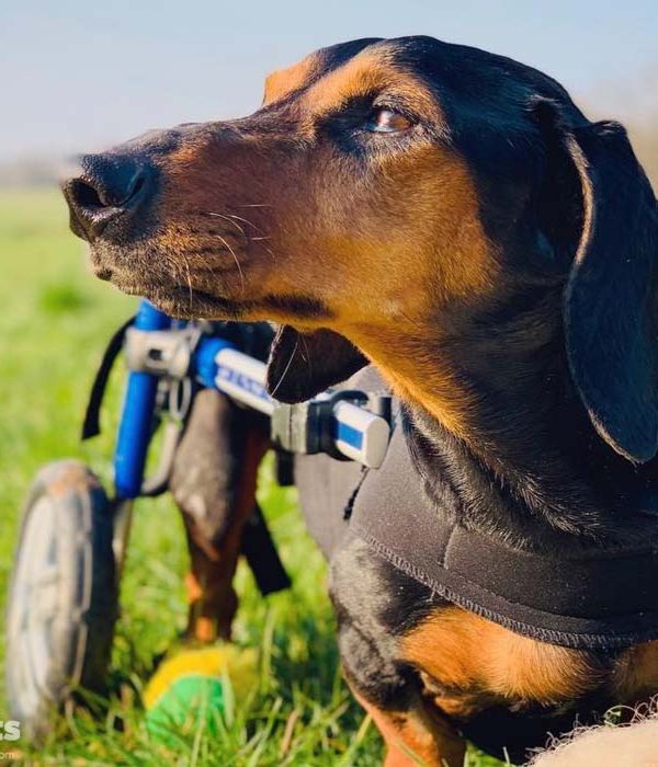 Walkin’ Wheels DACHSHUND Dog Wheelchair