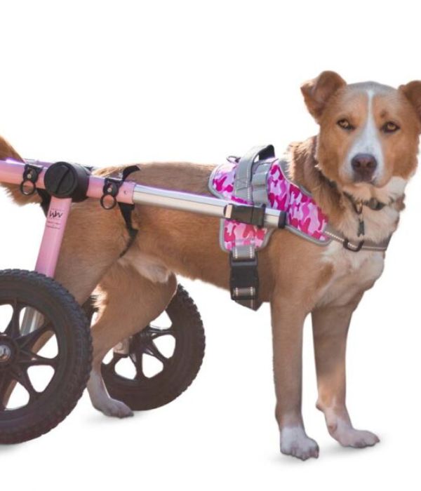 Front Warrior Harness for Walkin' Dog Wheelchair