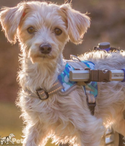 Front Warrior Harness for Walkin' Dog Wheelchair