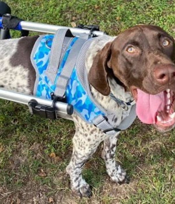 Front Warrior Harness for Walkin' Dog Wheelchair