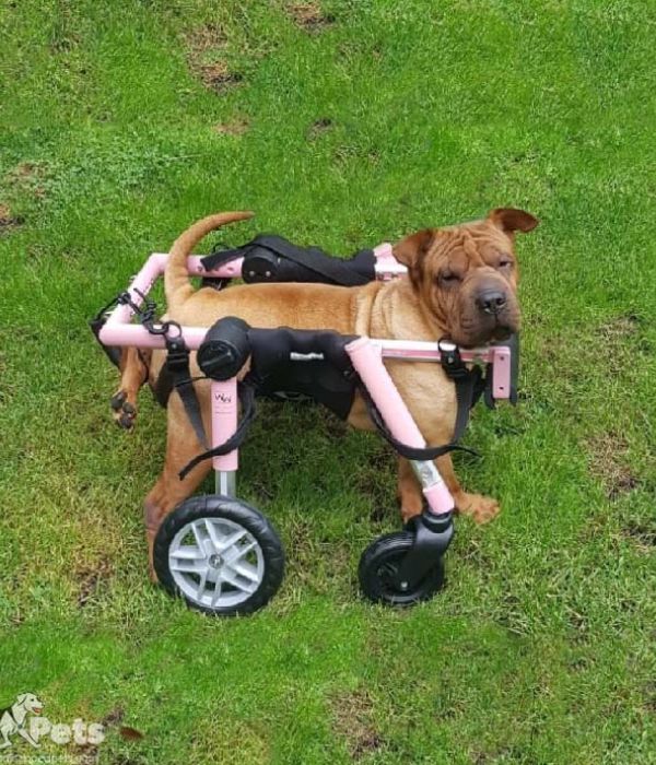 Walkin’ Wheels Full Support Quad 4 Wheel - Dog Wheelchair MEDIUM (11 - 30kg)