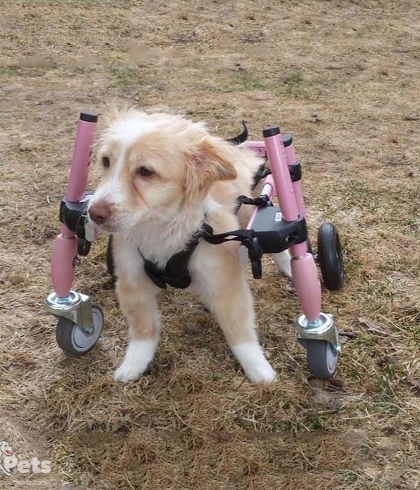 Walkin’ Wheels Full Support Quad 4 Wheel - Dog Wheelchair SMALL (3.5 ...