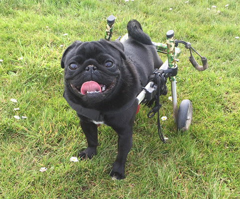 Walkin’ Wheels SMALL Dog Wheelchair (3.5 - 11kg)