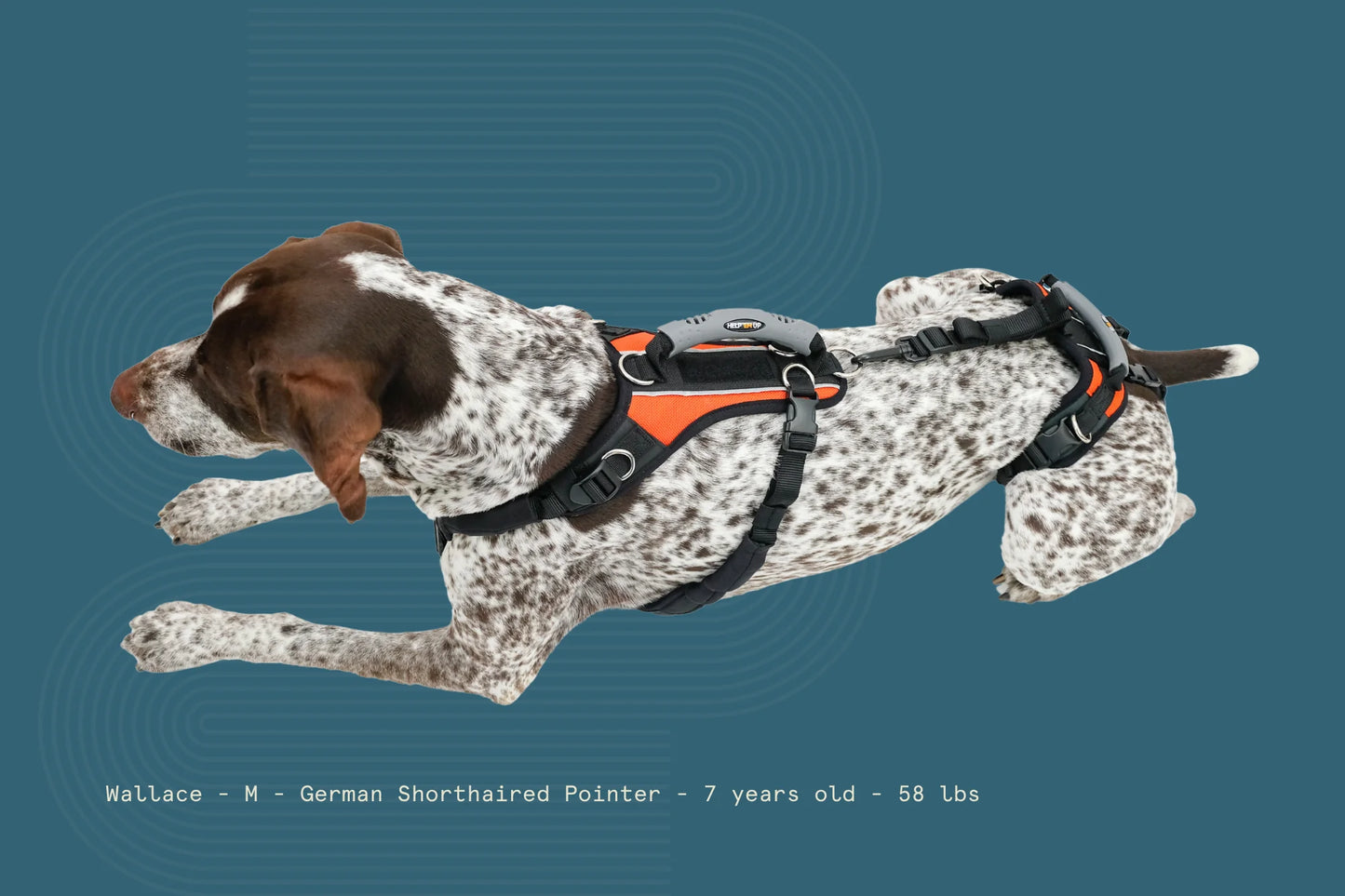 Help ‘Em Up Harness - Full Body Dog Harness