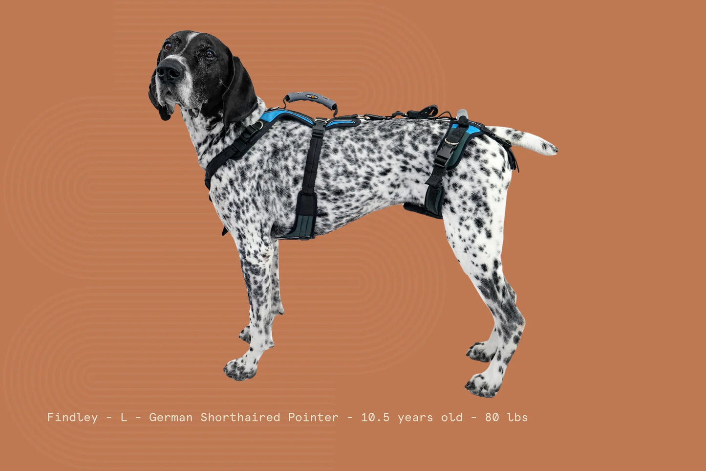 Help ‘Em Up Harness - Full Body Dog Harness