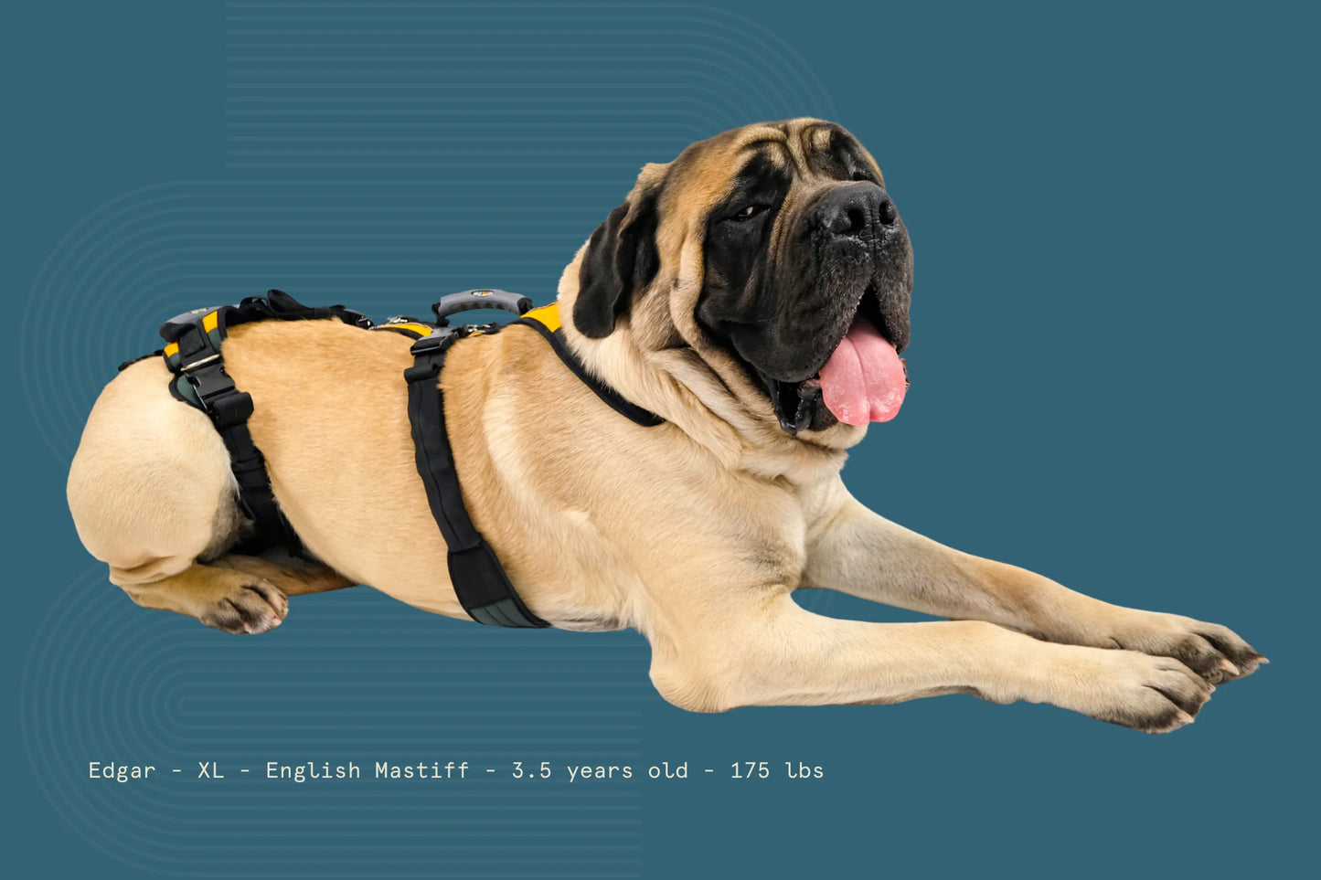 Help ‘Em Up - With U-Band Rear Harness (for 20% of males dogs)