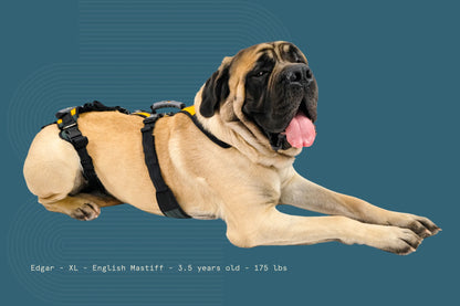 Help ‘Em Up - With U-Band Rear Harness (for 20% of males dogs)