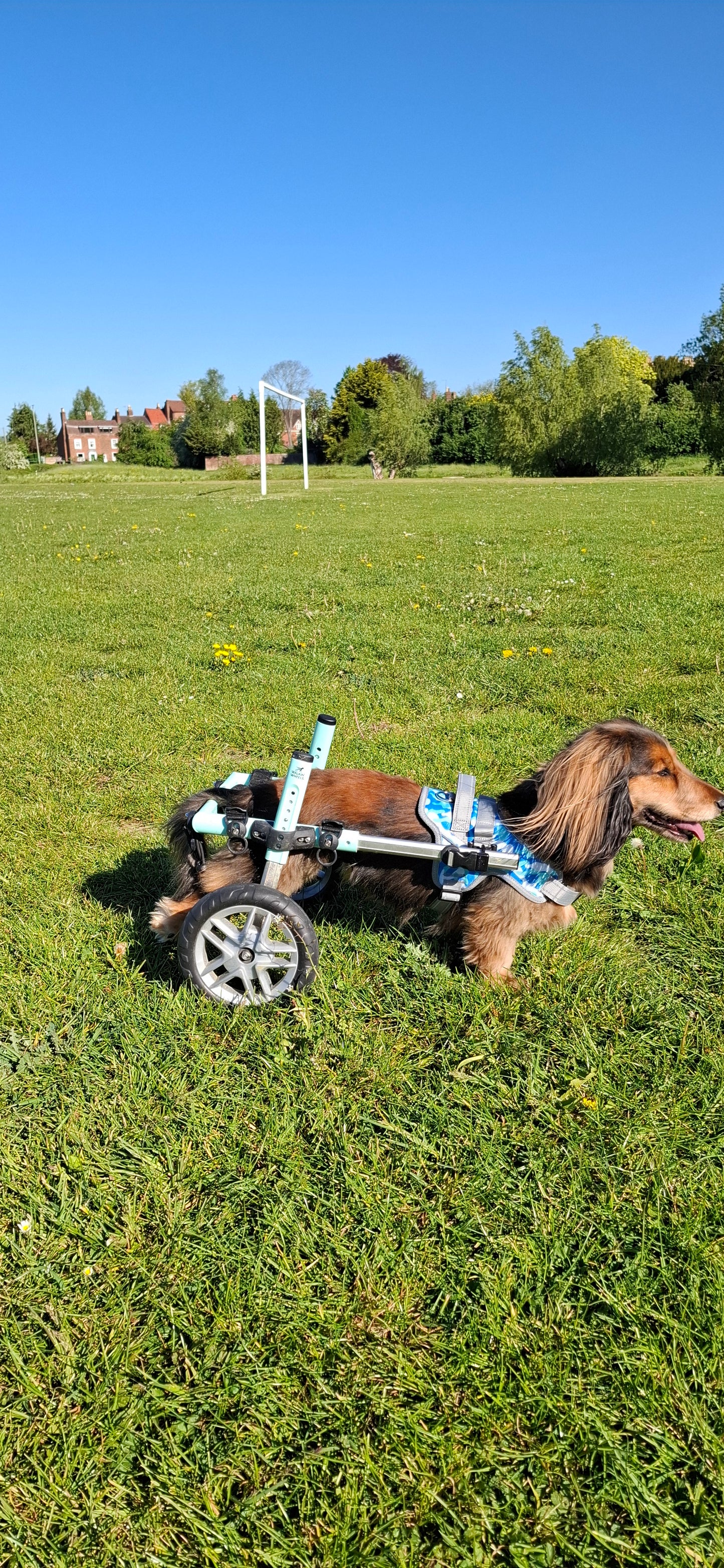 Front Warrior Harness for Walkin' Dog Wheelchair