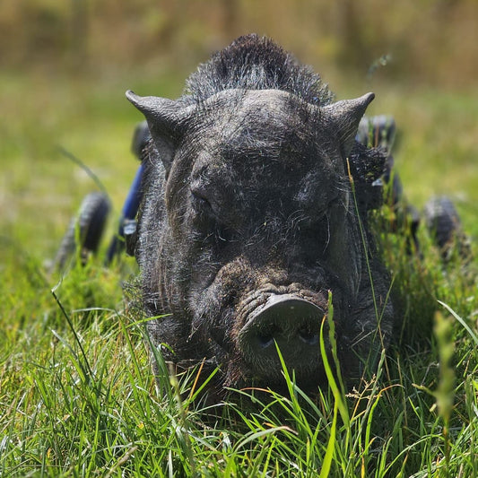 Walkin’ Wheels PIG Wheelchair