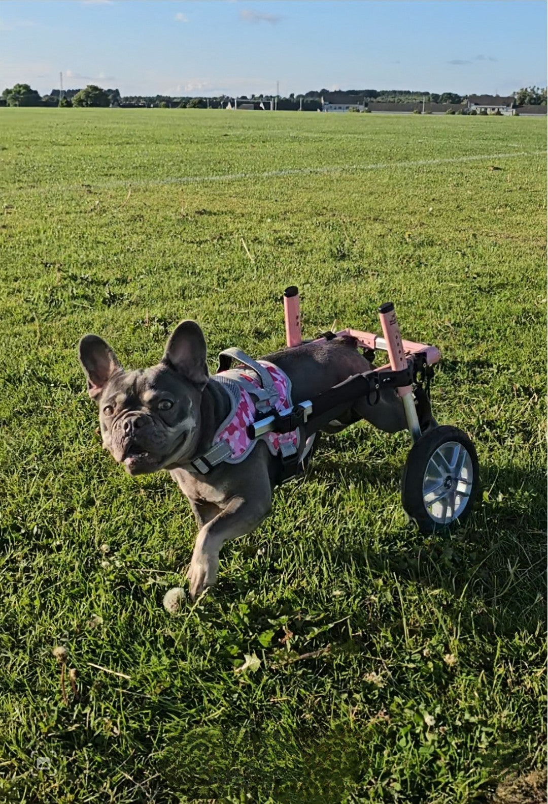 Front Warrior Harness for Walkin' Dog Wheelchair