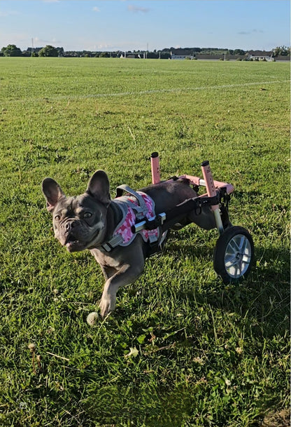 Front Warrior Harness for Walkin' Dog Wheelchair