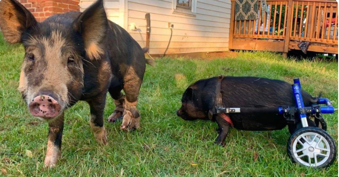 Walkin’ Wheels PIG Wheelchair – Wheels4Dogs