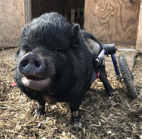 Walkin’ Wheels PIG Wheelchair – Wheels4Dogs