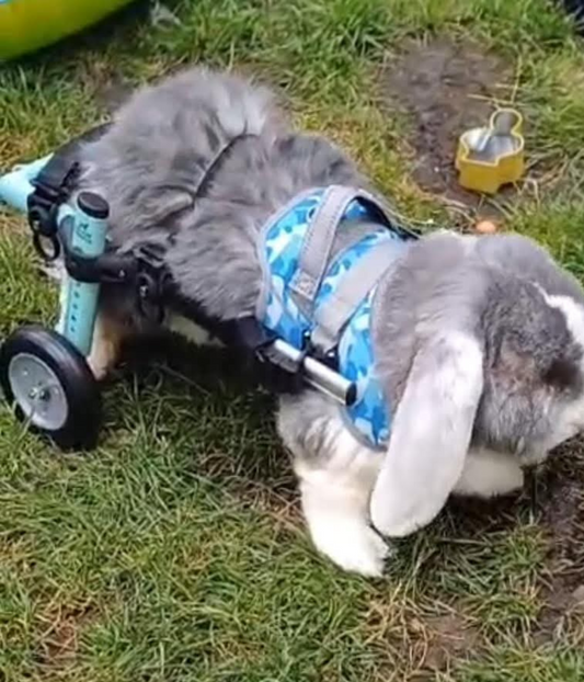 Walkin’ Wheels RABBIT Wheelchair