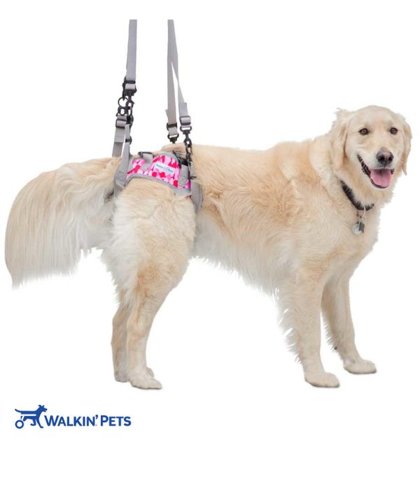 Rear Warrior Harness for Walkin Wheelchair