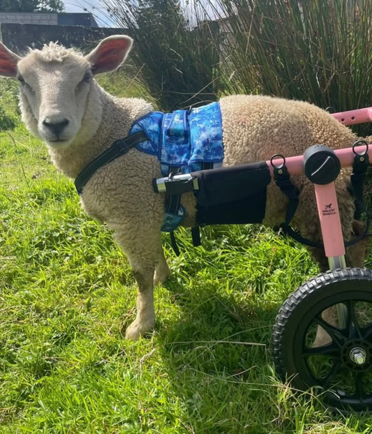 Walkin’ Wheels SHEEP and GOAT Wheelchair