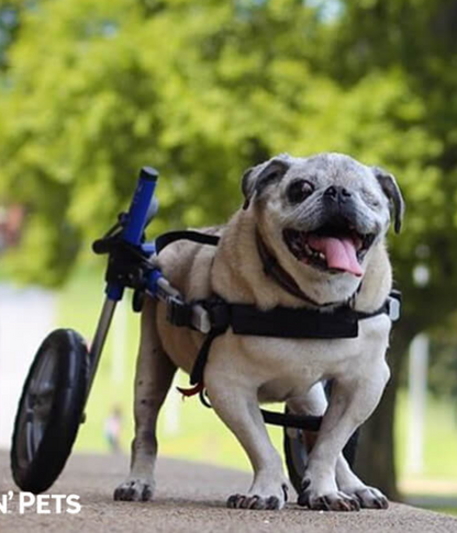 Walkin’ Wheels SMALL Dog Wheelchair (3.5 - 11kg)